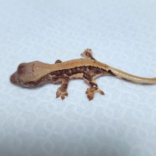 구토1호기