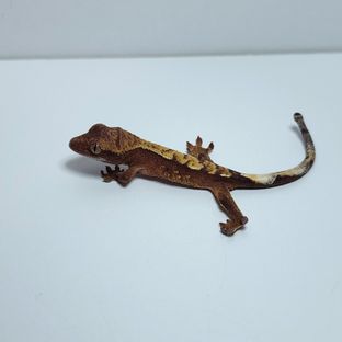 구버 6호기