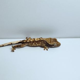 구토 4호기