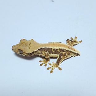 도파 2호기
