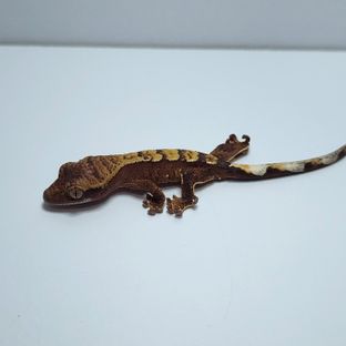 구버 7호기