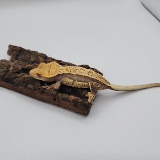 풀핀 핀스트라이프 쿼드