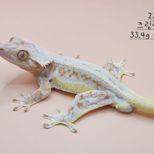 크림 크림시클 릴리화이트