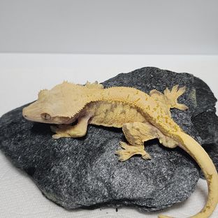 익스트림할리퀸
