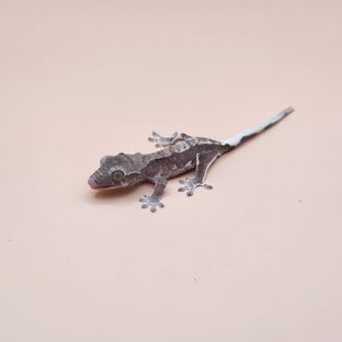 릴잔틱