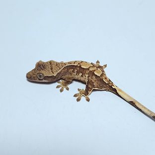 구토 7호기