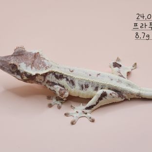 구코4호기
