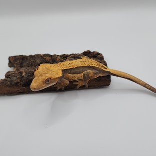 풀핀 핀스트라이프 쿼드