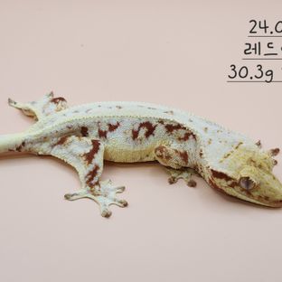 반시