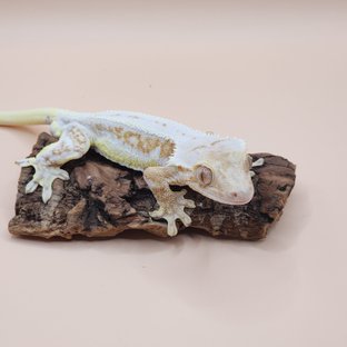 크림 크림시클 릴리화이트