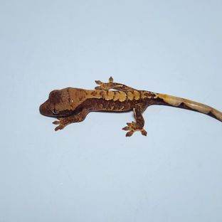 구토 5호기