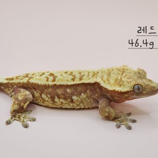 키치