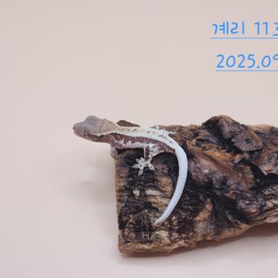 계리 11호기