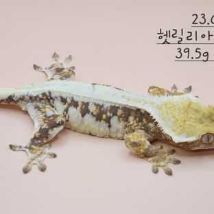 코리