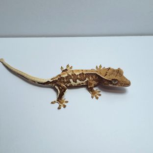 구버 2호기