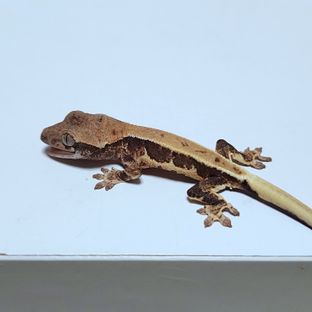 구코 8호기