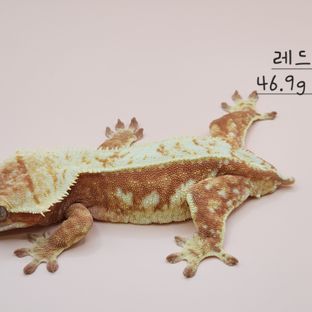 베리
