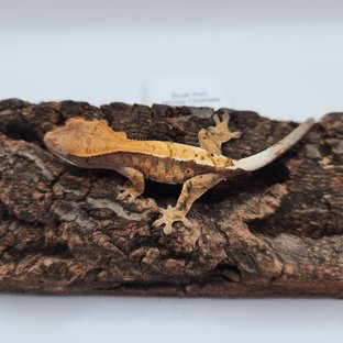 텐저린 카푸치노