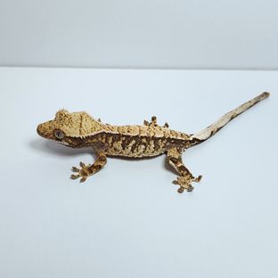 키치6호기
