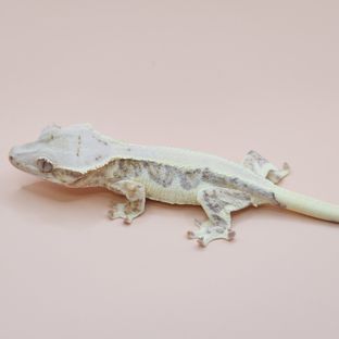 구토 8호기