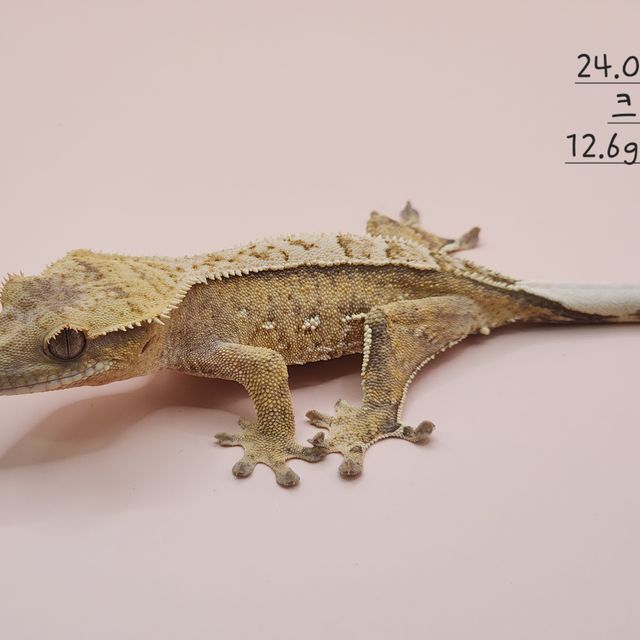 화이트포트홀 크림 옐로우
