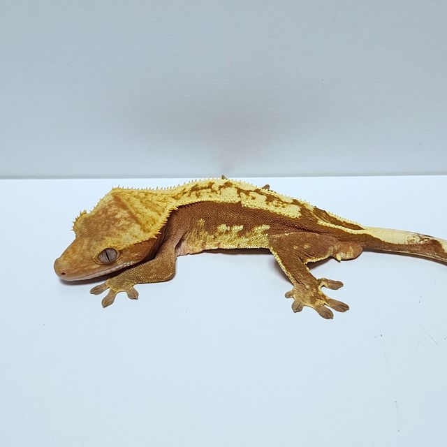 노멀 레드 쿼드