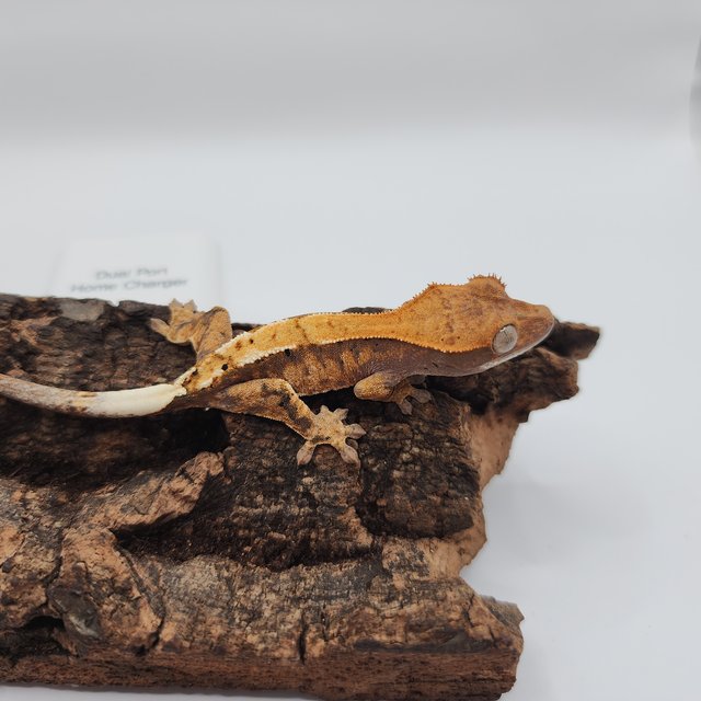 텐저린 카푸치노