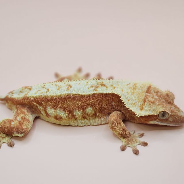 레드 익스트림할리퀸
