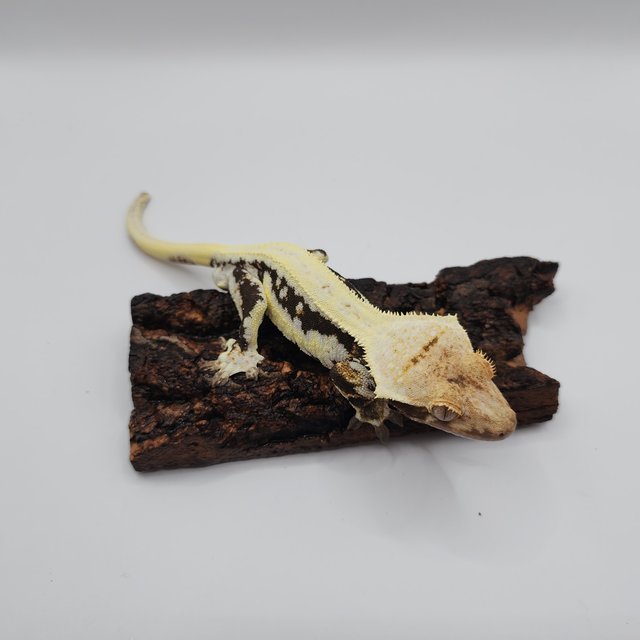 릴리화이트 블랙