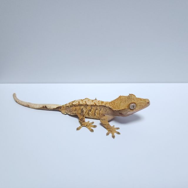 트라이 익스트림할리퀸