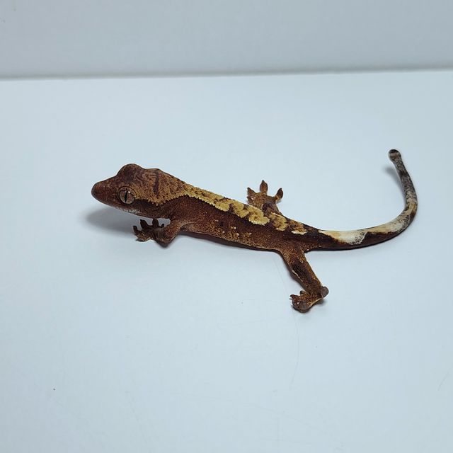 노멀 레드 익스트림할리퀸