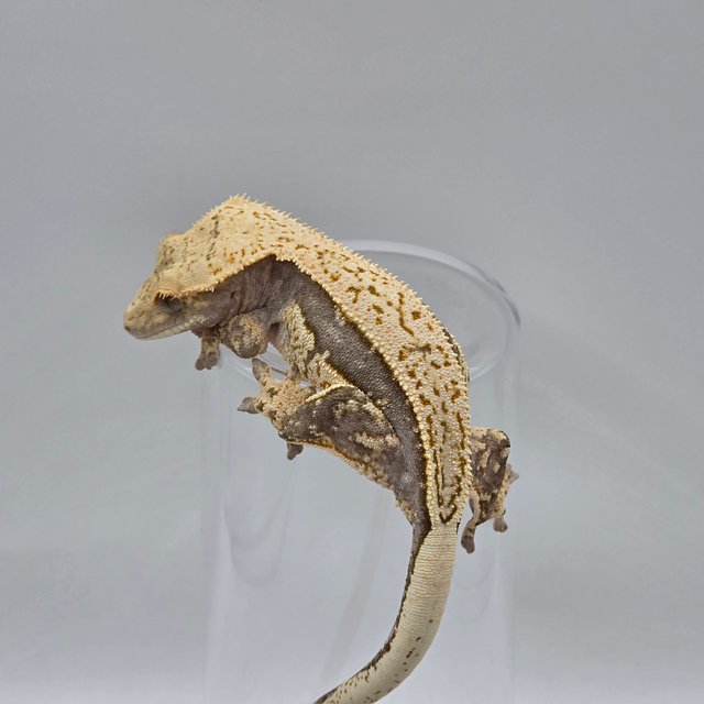 다크 쿼드 풀핀