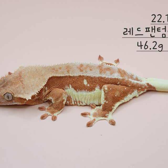 레드 팬텀 릴리화이트