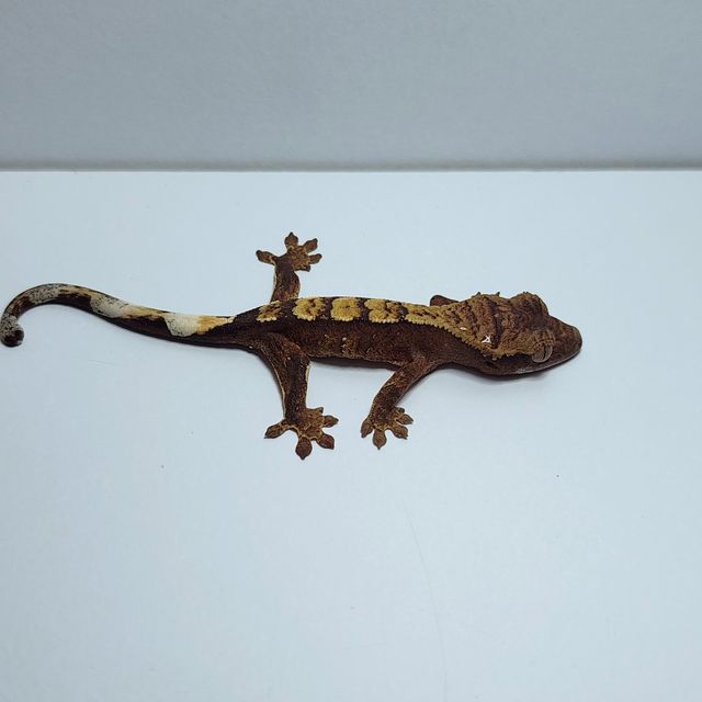 노멀 익스트림할리퀸 레드