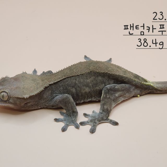 팬텀 카푸치노