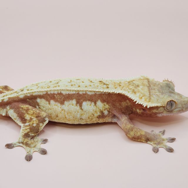레드 쿼드 풀핀