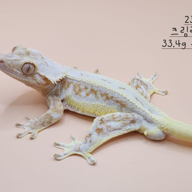 크림 크림시클 릴리화이트