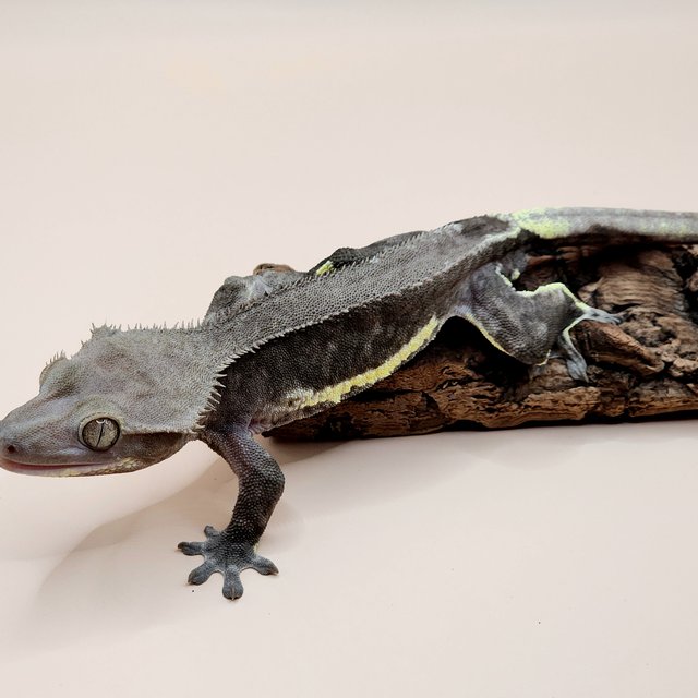 팬텀 프라푸치노 아잔틱 카푸치노 릴잔틱