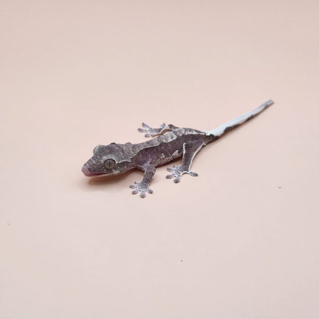 릴잔틱