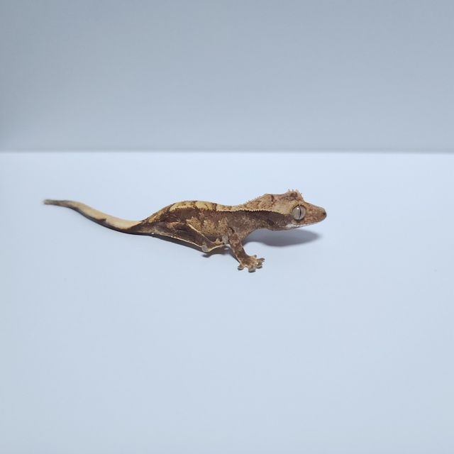 익스트림할리퀸