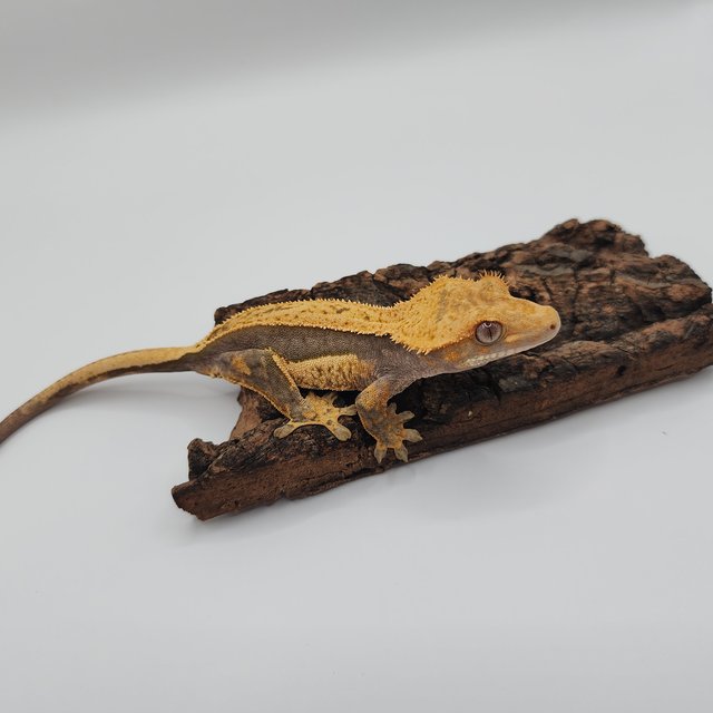 풀핀 핀스트라이프 쿼드