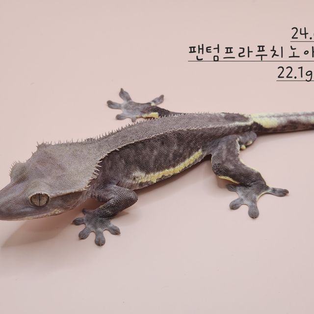 팬텀 프라푸치노 아잔틱