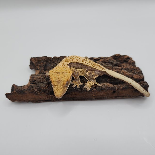 풀핀 핀스트라이프 쿼드