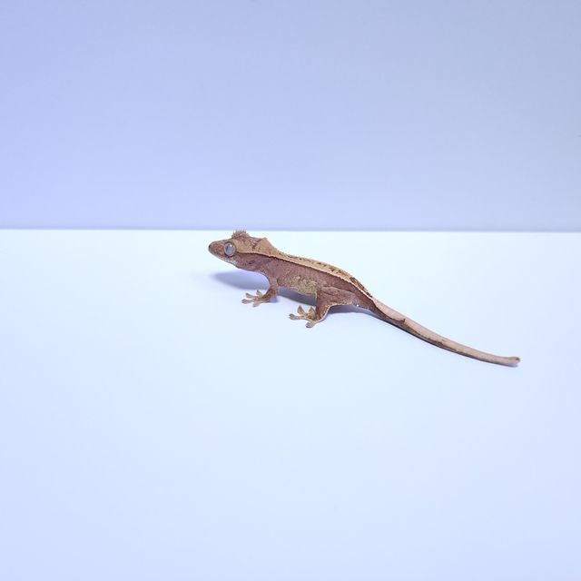 노멀 쿼드 핀스트라이프 레드