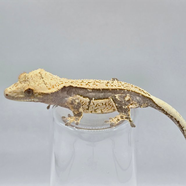 다크 쿼드 풀핀