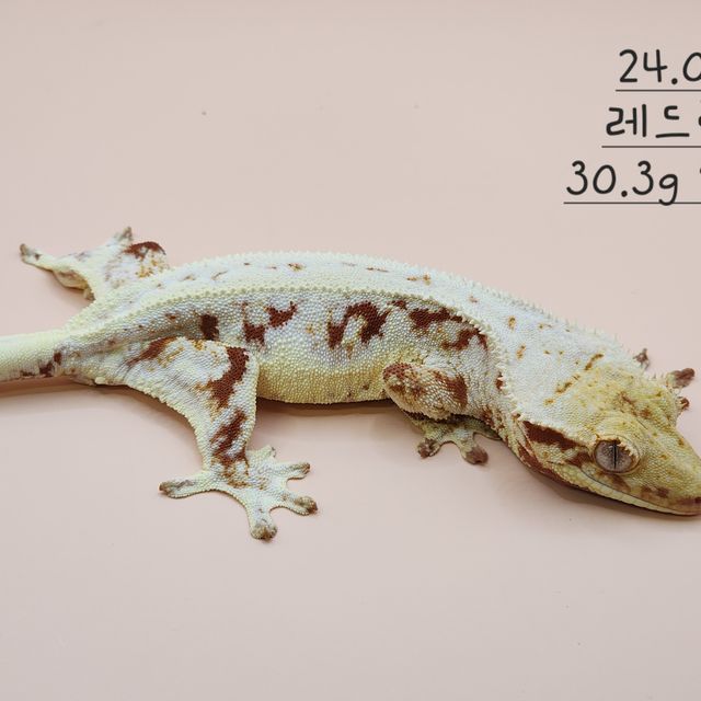 릴리화이트