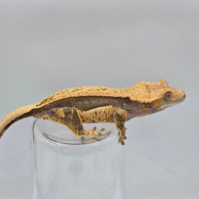 다크 쿼드 풀핀