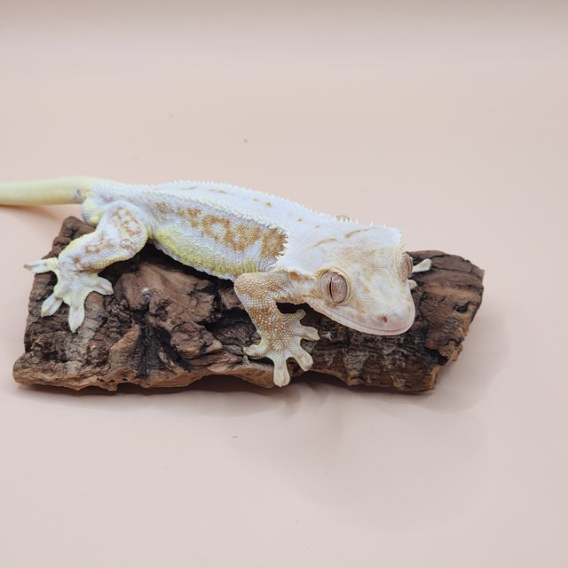 크림 크림시클 릴리화이트