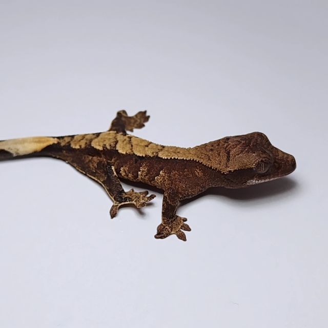 익스트림할리퀸