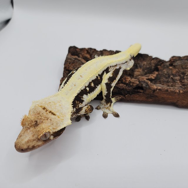 릴리화이트 블랙